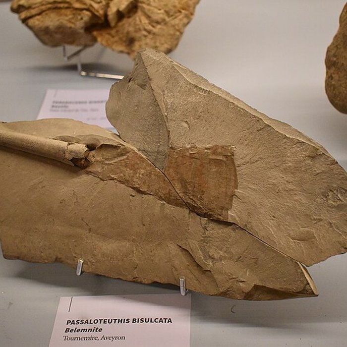 Photo de Muséum dhistoire naturelle Philadelphe Thomas