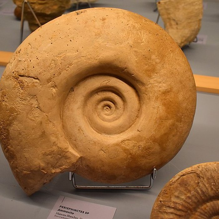 Photo de Muséum dhistoire naturelle Philadelphe Thomas