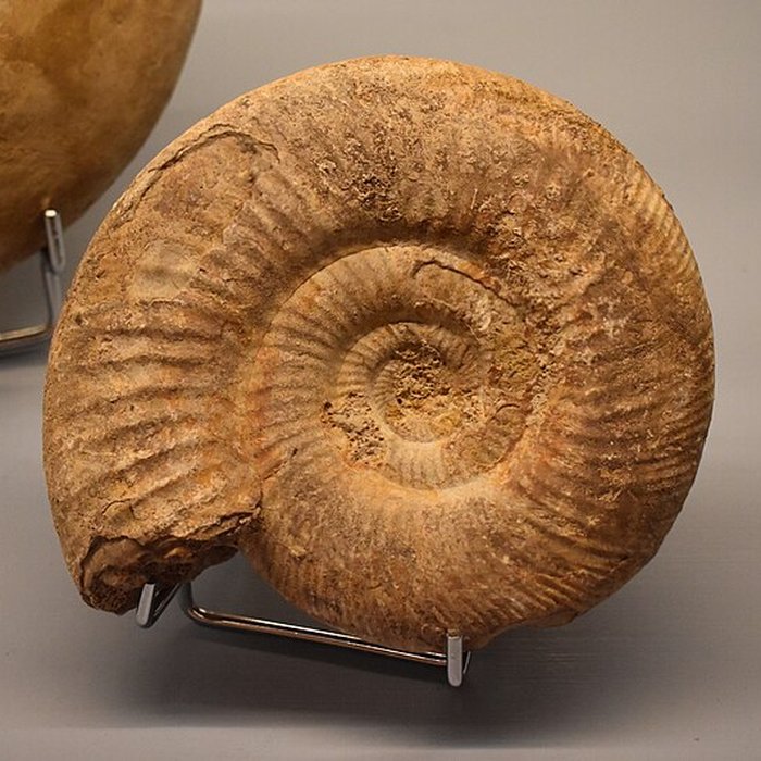 Photo de Muséum dhistoire naturelle Philadelphe Thomas