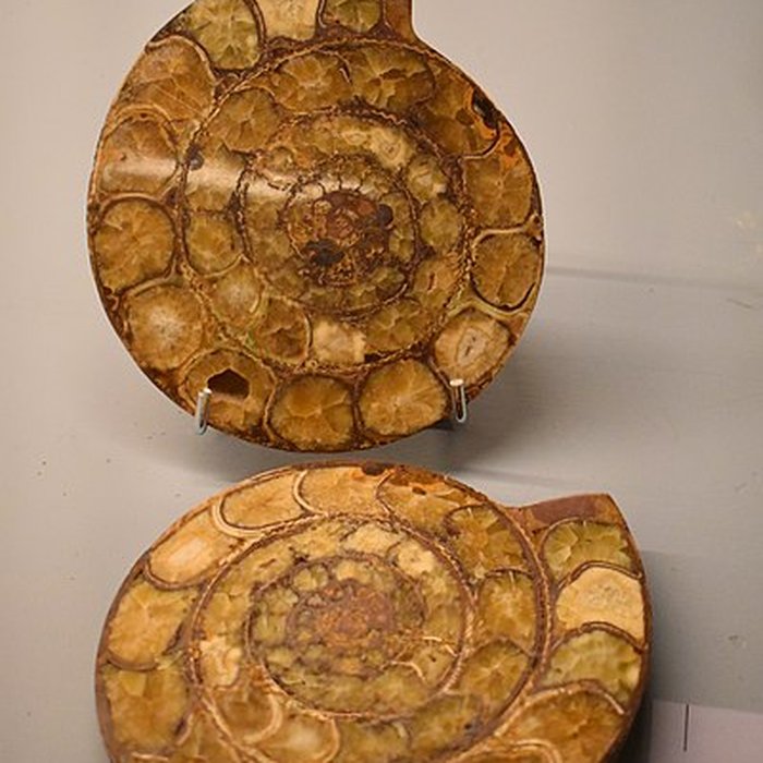 Photo de Muséum dhistoire naturelle Philadelphe Thomas