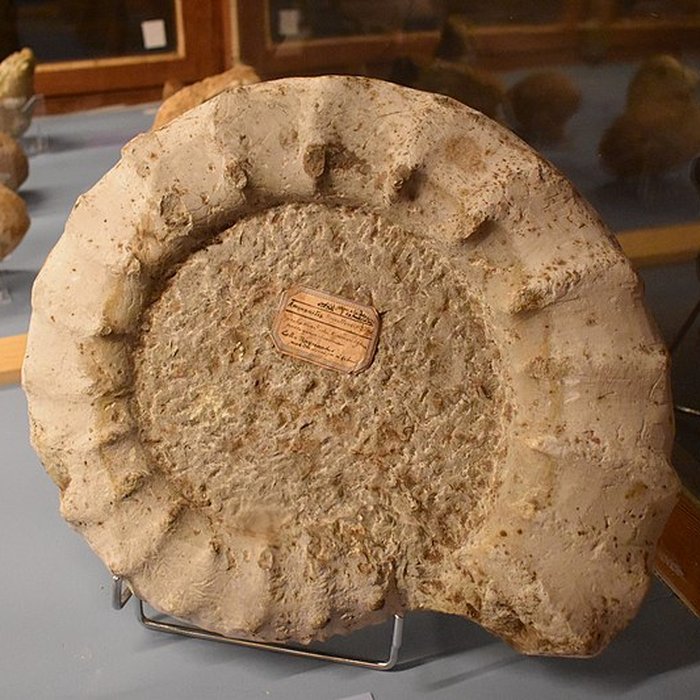 Photo de Muséum dhistoire naturelle Philadelphe Thomas