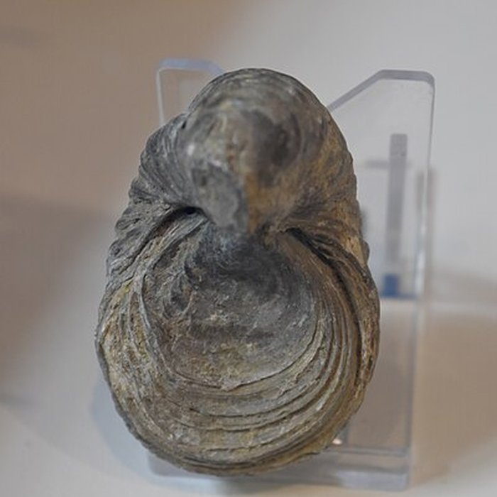 Photo de Muséum dhistoire naturelle Philadelphe Thomas