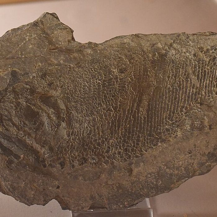 Photo de Muséum dhistoire naturelle Philadelphe Thomas