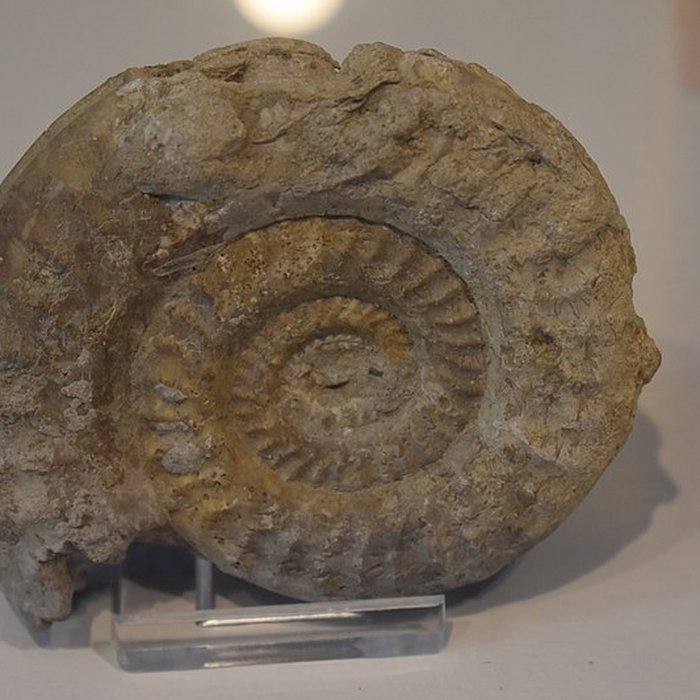 Photo de Muséum dhistoire naturelle Philadelphe Thomas