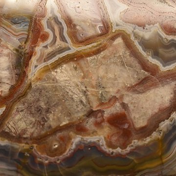 Muséum dhistoire naturelle Philadelphe Thomas