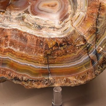 Muséum dhistoire naturelle Philadelphe Thomas