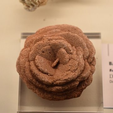 Muséum dhistoire naturelle Philadelphe Thomas