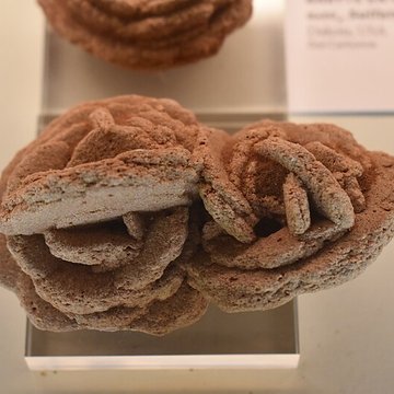 Muséum dhistoire naturelle Philadelphe Thomas