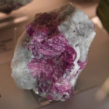 Muséum dhistoire naturelle Philadelphe Thomas