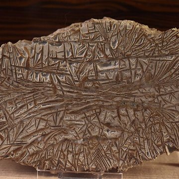 Muséum dhistoire naturelle Philadelphe Thomas