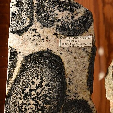 Muséum dhistoire naturelle Philadelphe Thomas