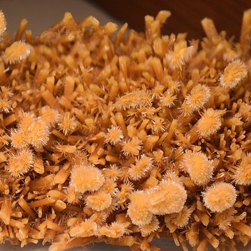 Muséum dhistoire naturelle Philadelphe Thomas