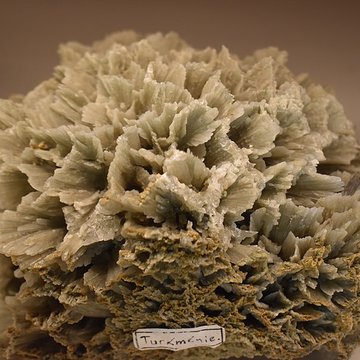 Muséum dhistoire naturelle Philadelphe Thomas