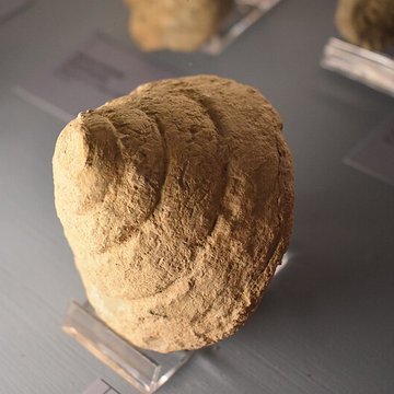 Muséum dhistoire naturelle Philadelphe Thomas