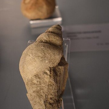 Muséum dhistoire naturelle Philadelphe Thomas