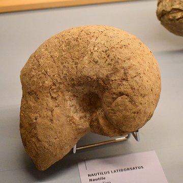 Muséum dhistoire naturelle Philadelphe Thomas