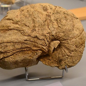 Muséum dhistoire naturelle Philadelphe Thomas