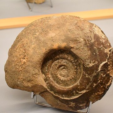 Muséum dhistoire naturelle Philadelphe Thomas