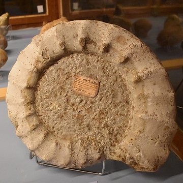 Muséum dhistoire naturelle Philadelphe Thomas