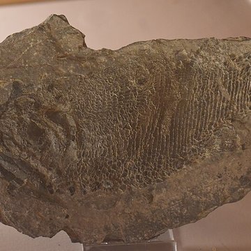 Muséum dhistoire naturelle Philadelphe Thomas