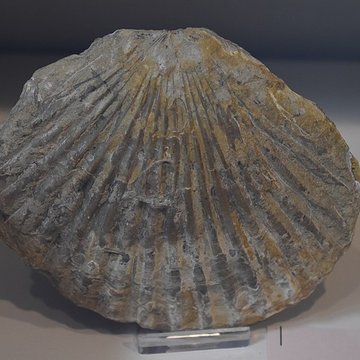 Muséum dhistoire naturelle Philadelphe Thomas