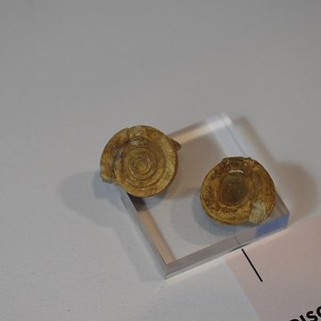 Muséum dhistoire naturelle Philadelphe Thomas