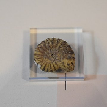 Muséum dhistoire naturelle Philadelphe Thomas