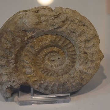 Muséum dhistoire naturelle Philadelphe Thomas