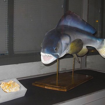 Muséum dhistoire naturelle de Toulon et du Var