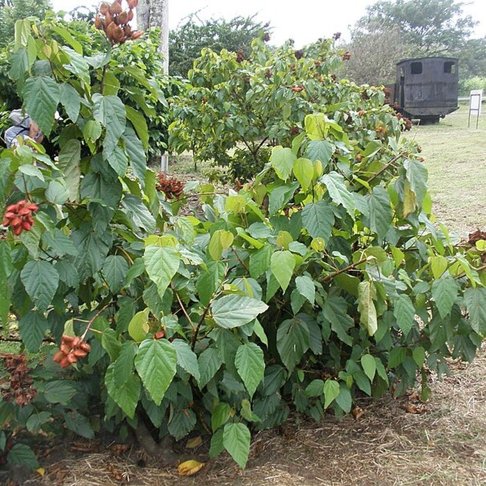 Photo de Maison de la canne
