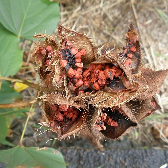 Photo de Maison de la canne