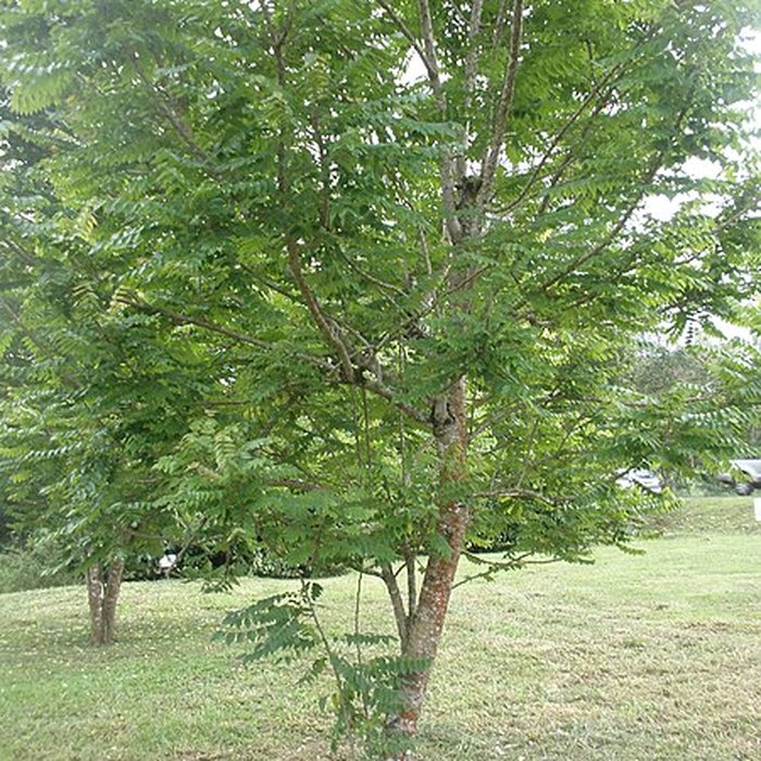 Photo de Maison de la canne