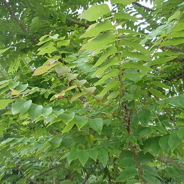 Photo de Maison de la canne