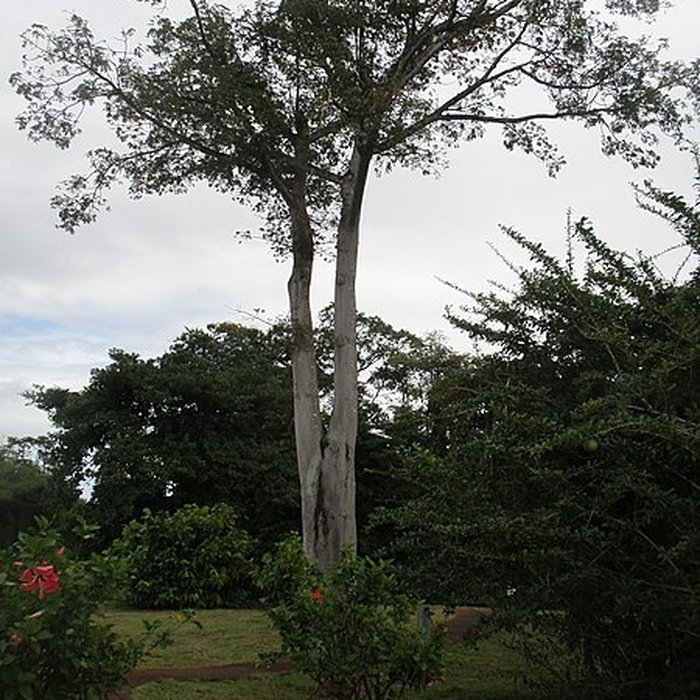 Photo de Maison de la canne