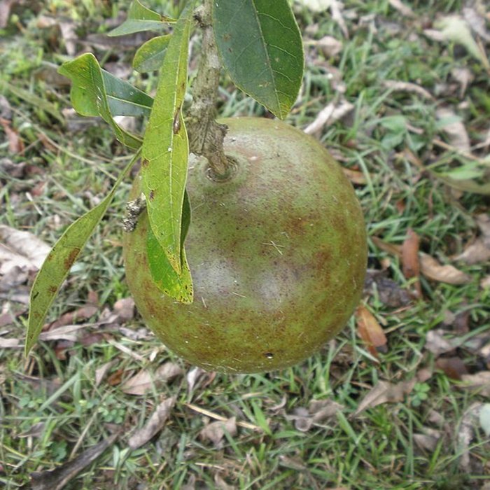 Photo de Maison de la canne