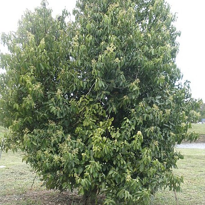 Photo de Maison de la canne