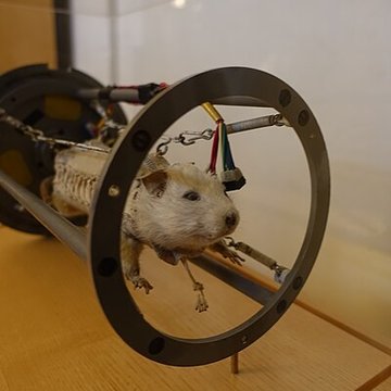 Musée du service de santé des Armées du Val-de-Grâce