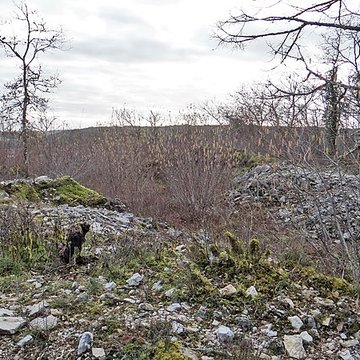 Tumulus de Tormancy à LIsle-sur-Serein