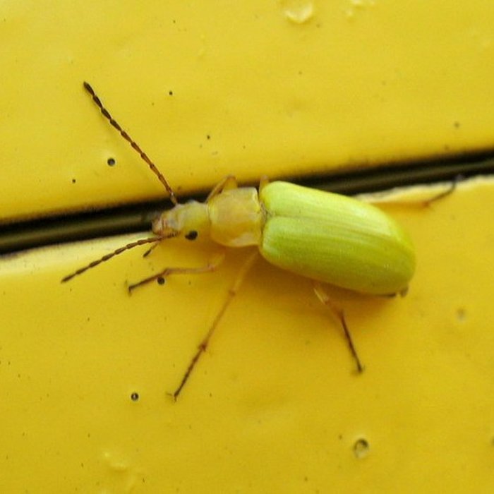 Photo de Viaduc Séjourné à Fontpédrouse