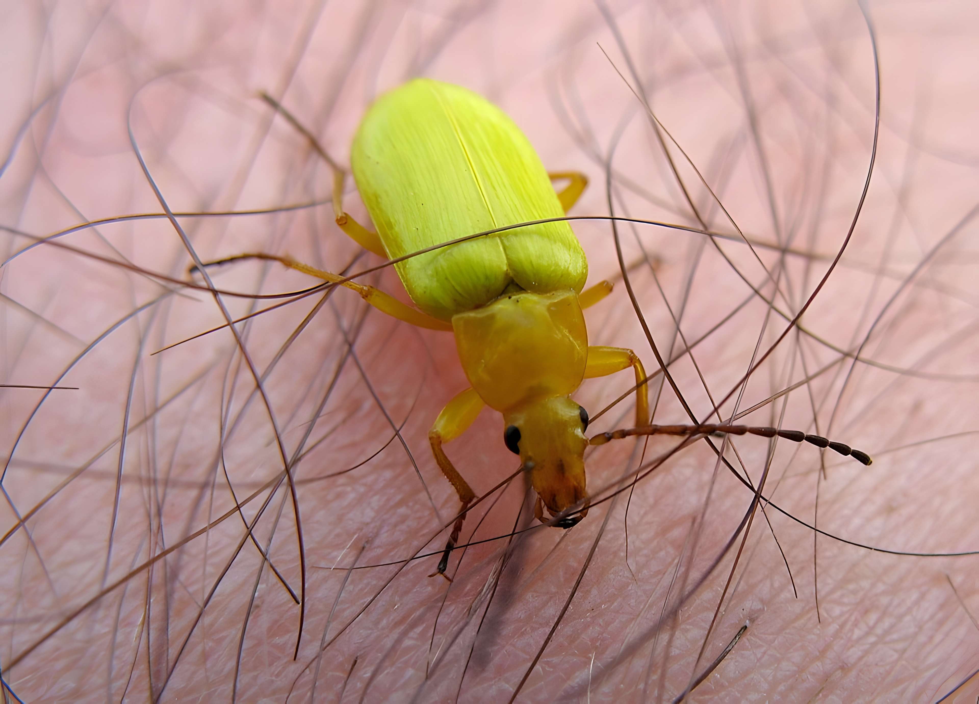 Viaduc Séjourné à Fontpédrouse