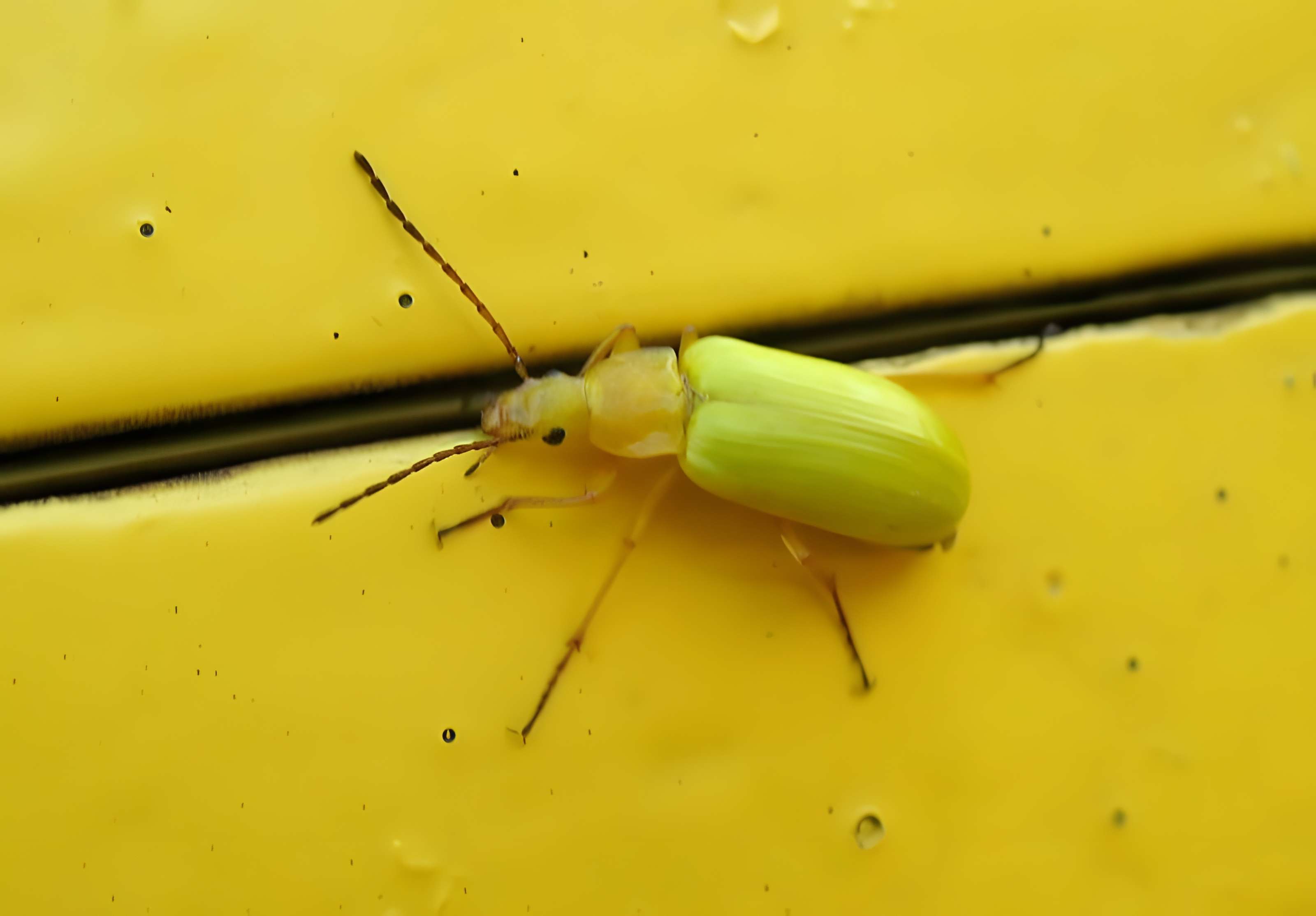 Viaduc Séjourné à Fontpédrouse