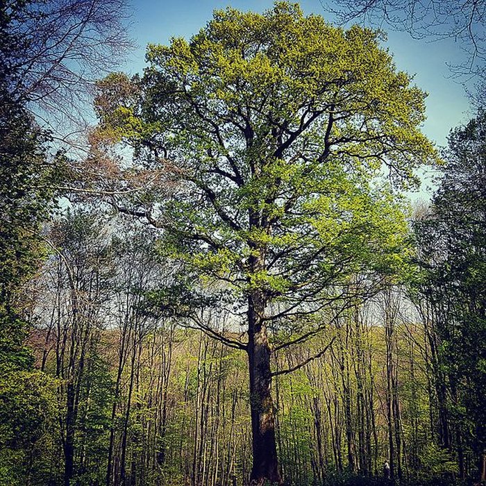 Photo de Abbaye de Villers-Bettnach