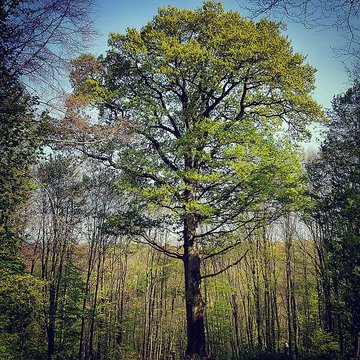 Abbaye de Villers-Bettnach