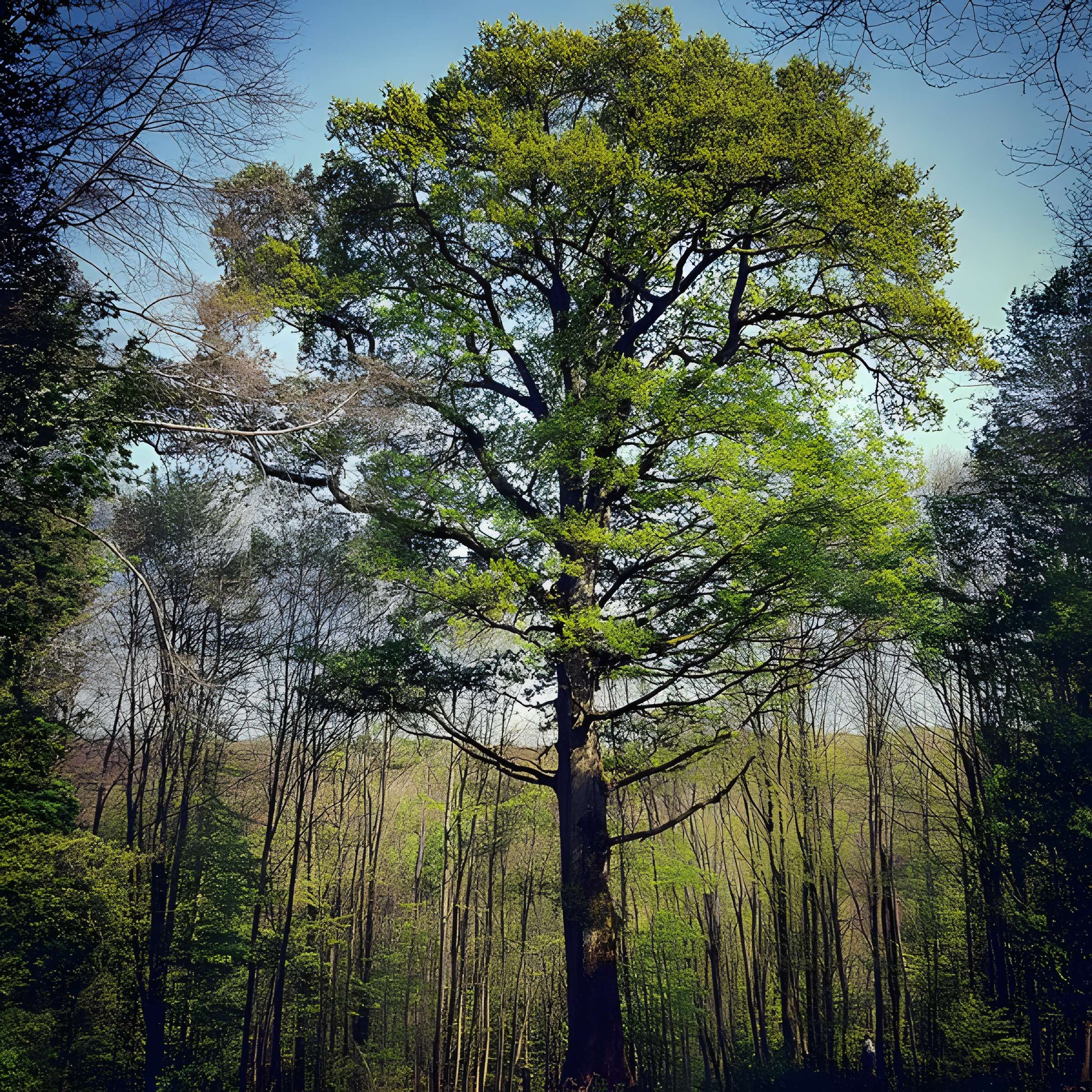 Abbaye de Villers-Bettnach