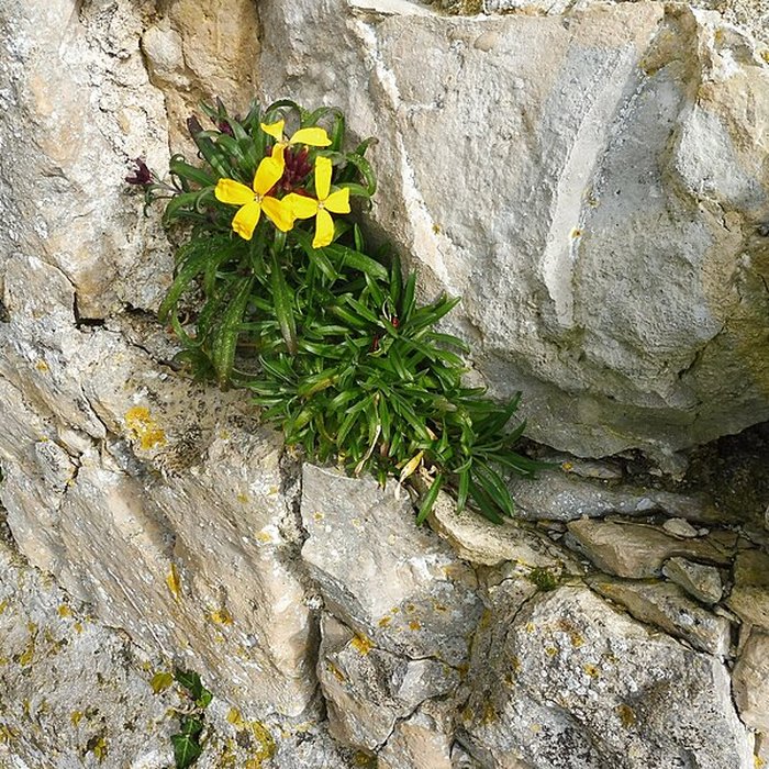 Photo de Abbaye Notre-Dame-de-Ré dite des Châteliers