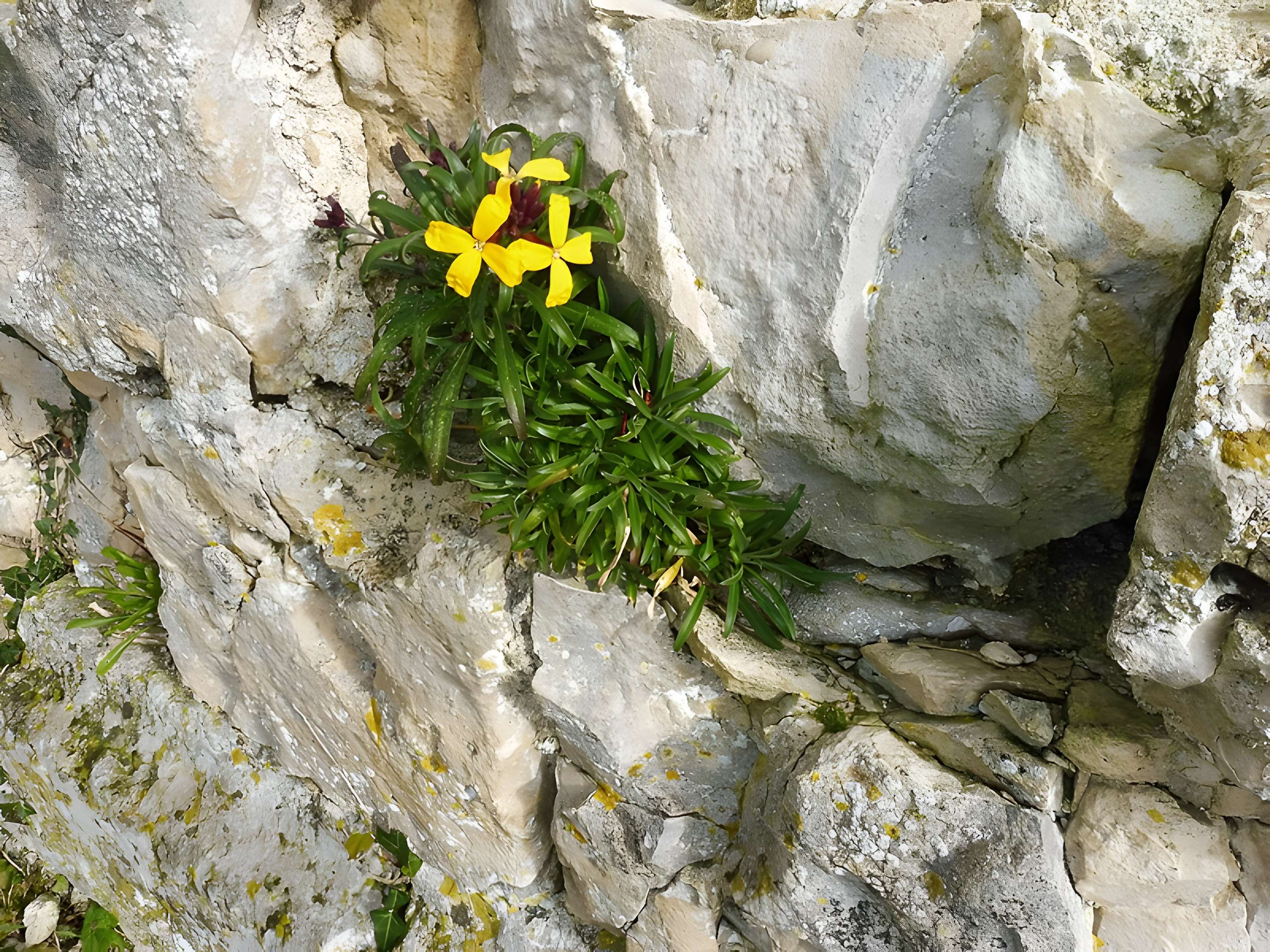 Abbaye Notre-Dame-de-Ré dite des Châteliers