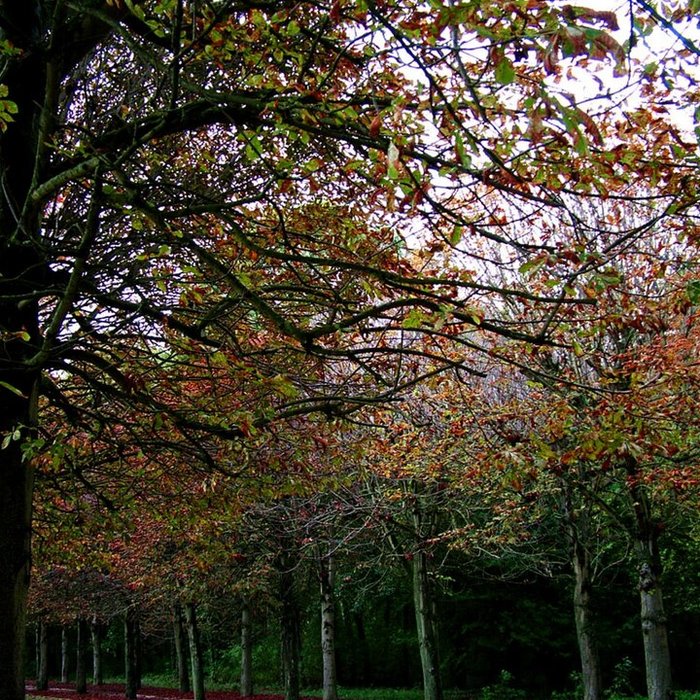 Photo de Château de Fontainebleau