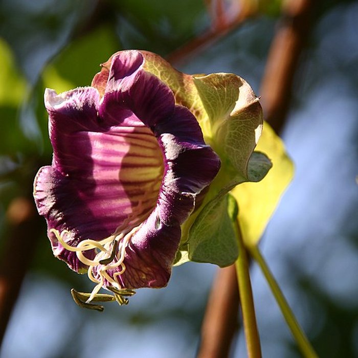 Photo de Château de Fougères-sur-Bièvre