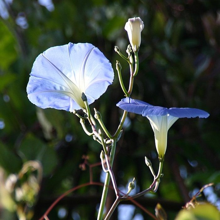 Photo de Château de Fougères-sur-Bièvre