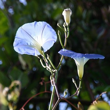 Château de Fougères-sur-Bièvre